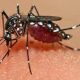 problemas del dengue