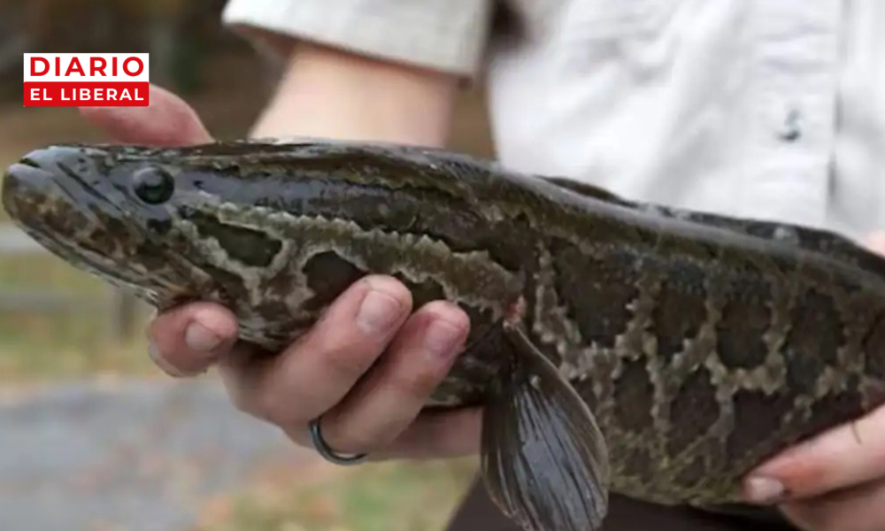 Pez cabeza de serpiente en Estados Unidos