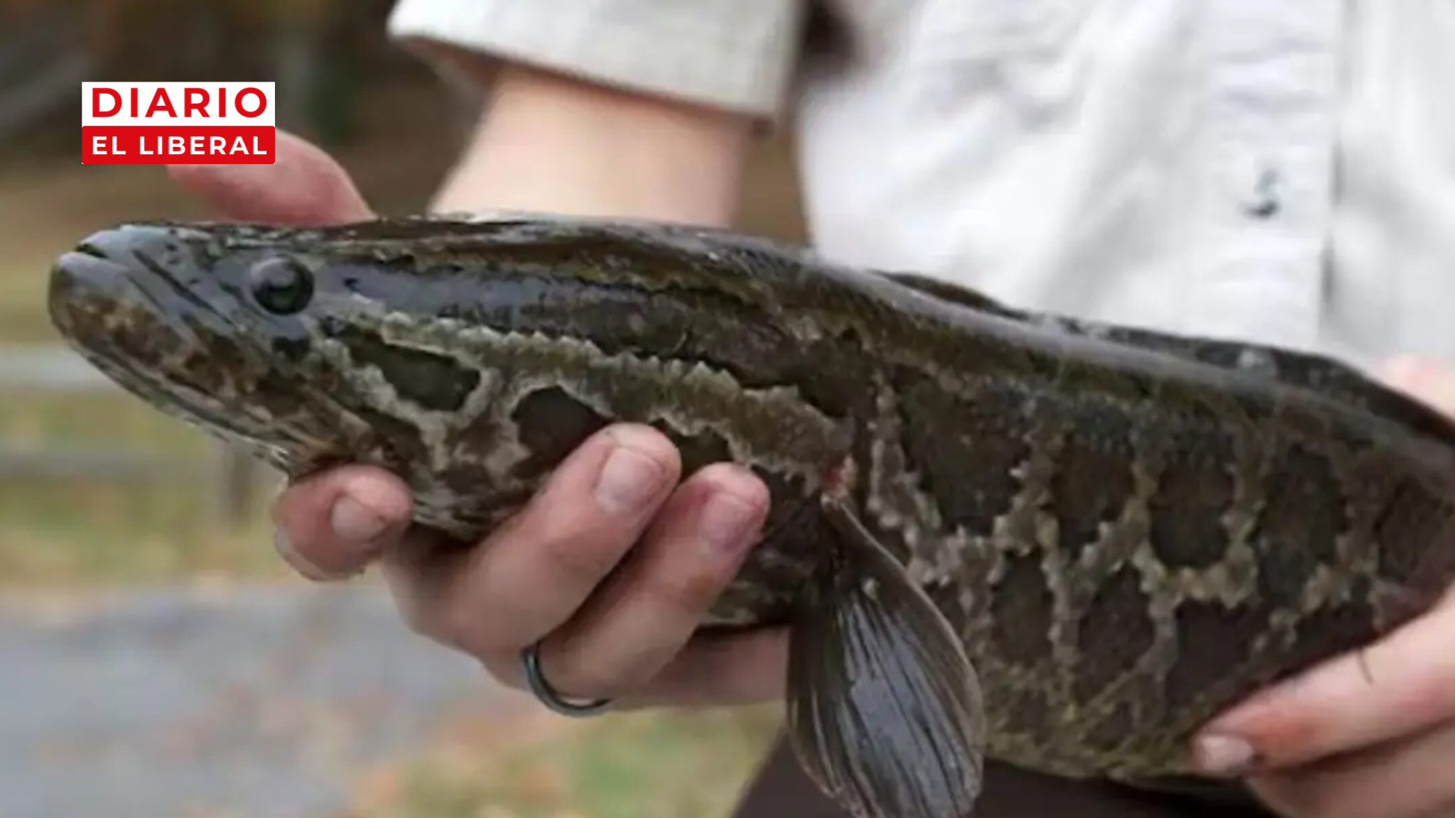 Pez cabeza de serpiente en Estados Unidos