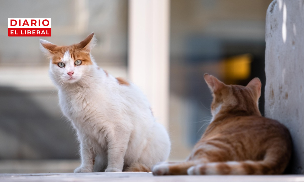 casos de maltrato animal