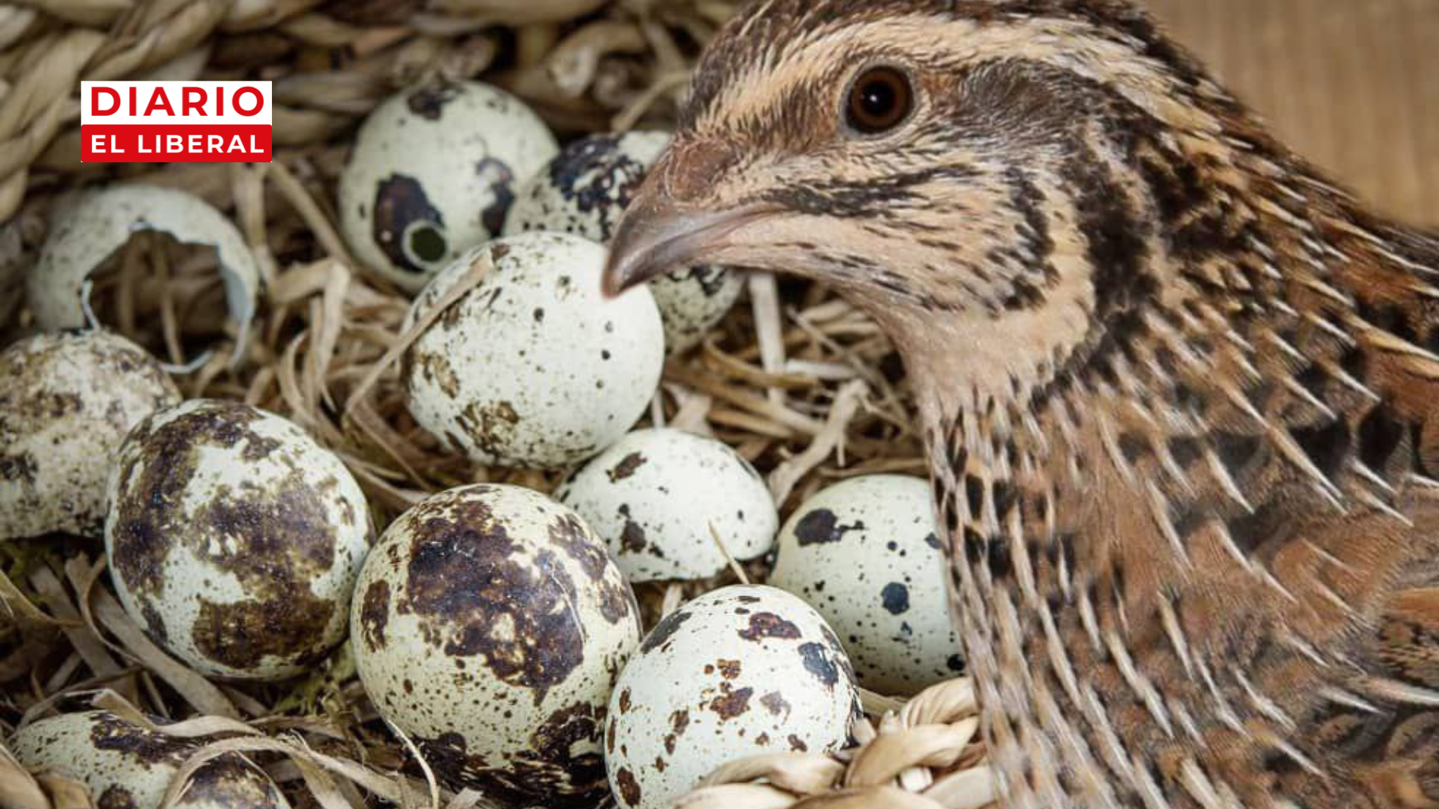 La Cría de Codorniz en Venezuela